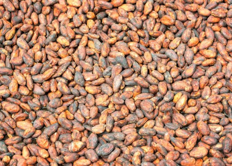 cacao produit de la coopérative coopca-djouman